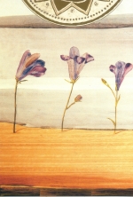 101G 22 x 15,8 cm