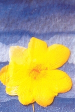 88-4-x-157-cm