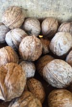 Nueces