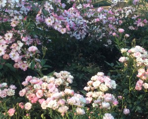 ROSAS-2