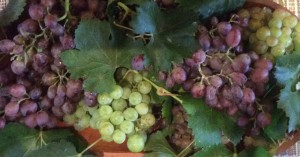 UVAS